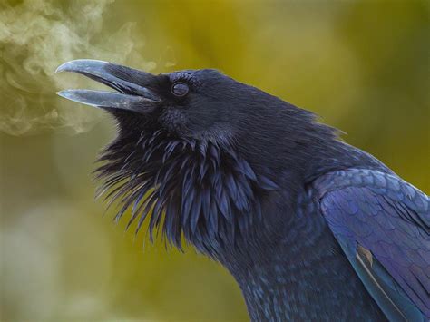 🔥 A Beautiful Raven 🔥 Rnatureisfuckinglit