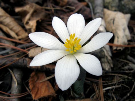 As white goes well with any colour, these. Five Early Spring Flowers | Your Great Outdoors