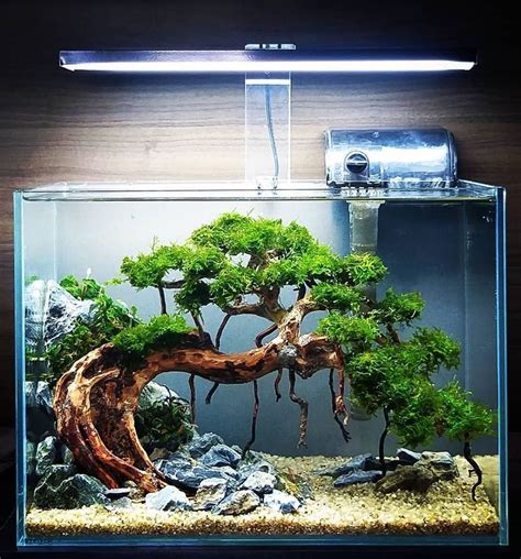 Top Bonsai Tree Fish Tank In 2023 Check It Out Now Leafyzen