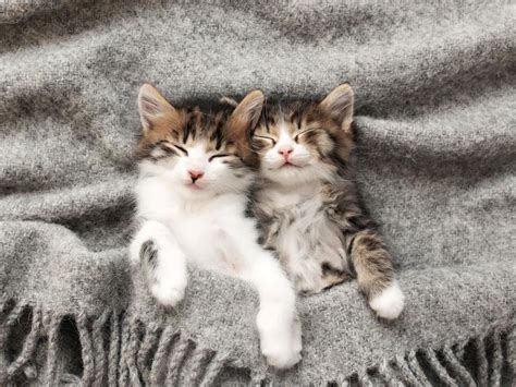 15 Cute Kittens Wed Impulse Adopt Always Pets