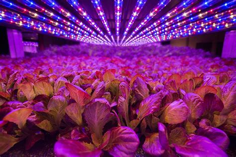 Worlds Largest Indoor Vertical Farm Is Being Built In New Jersey Bit