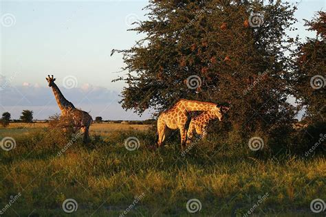 Worlds Tallest Mammal The Giraffe Stock Photo Image Of Four Camel