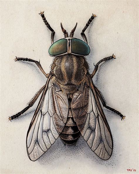 A Drawing Of A Fly With Glasses On Its Head