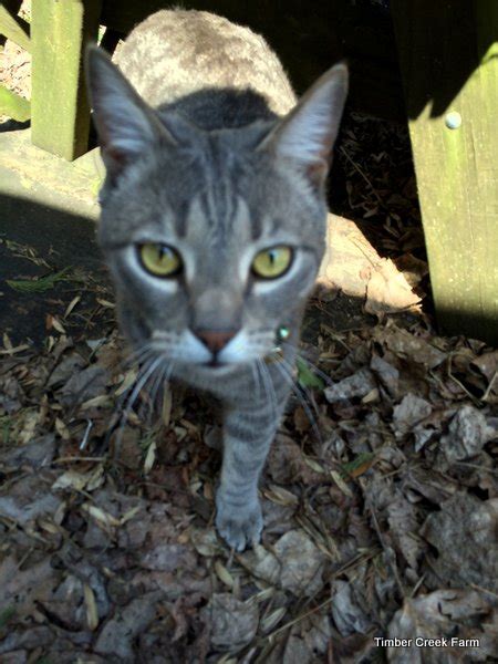 Our barn cat was rather fascinated by our flock of chickens. How to Protect Chickens from Predators - Timber Creek Farm