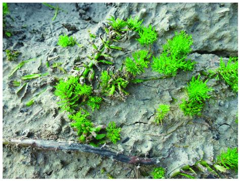 The Terrestrial Growth Form Of Myriophyllum Heterophyllum Photo A