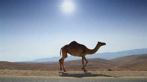 Animal Camel Hd Wallpaper