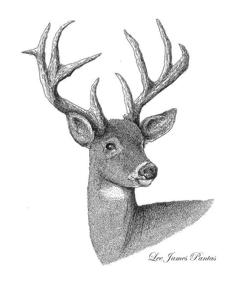 White Tailed Deer Drawing By Lee Pantas Fine Art America