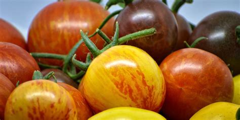 Tomates Anciennes Lesquelles Cultiver Pour Leur Goût Couleur Et