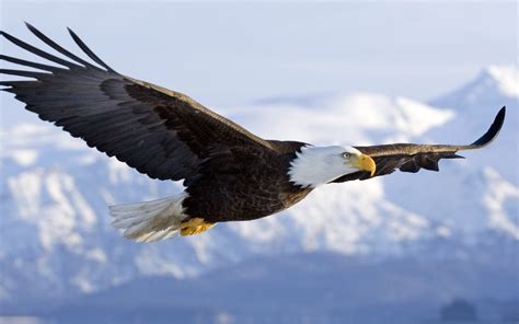 Bald Eagle Flying Against Blurry Background High Res Stock Photo Vrogue