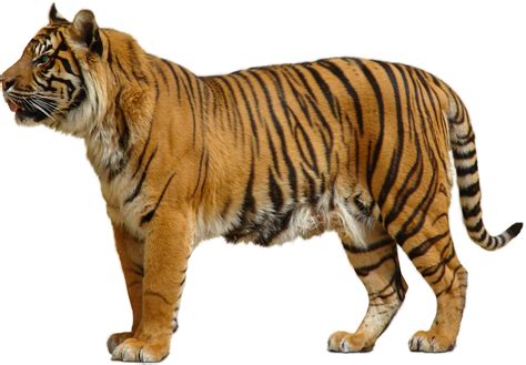 Bengal Tiger Transparent Png Png Svg Clip Art For Web Download Clip