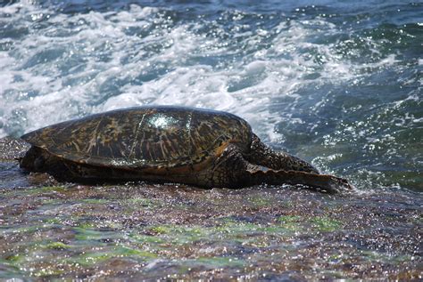 We Saw Lots Of Green Sea Turtles At Laniakea Beach On The North Shore