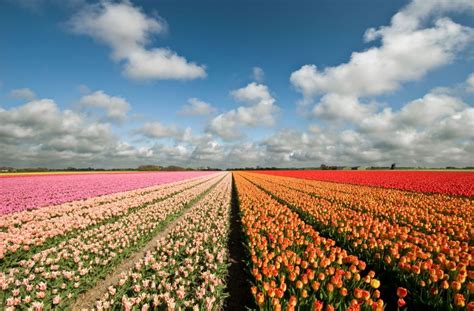 Take Flight Over This Unbelievable Dutch Flower Field Flower Field