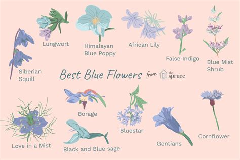 Bright Blue Flower Names Best Flower Site