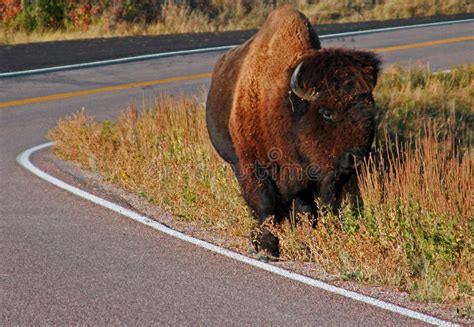 American Bison Buffalo In Wind Cave National Park Stock Image Image