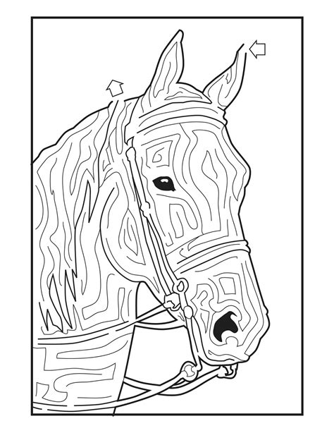 Learning About Horses Worksheets