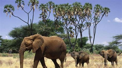 Elefante Africano Podría Desaparecer En 10 Años