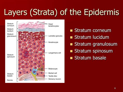 Ppt Chapter 5 The Integumentary System Powerpoint Presentation Id