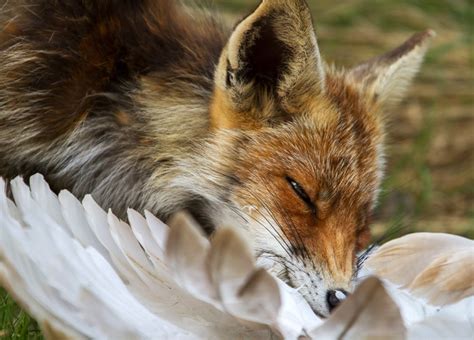 Red Fox Vulpes Vulpes About Animals