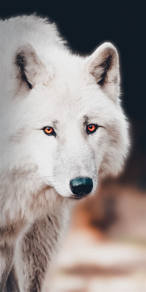 Download Wallpaper 1080x2160 The White Wolf Portrait Honor 7x Honor