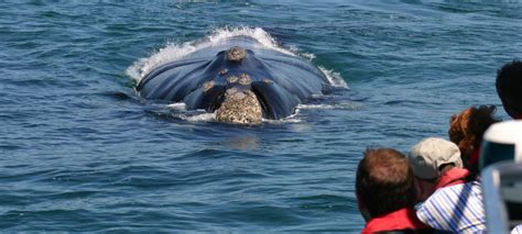 Day Tour Hermanus Whale Watching