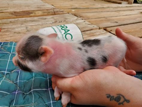 Miniature Juliana Pigs For Sale Sandlin Farms