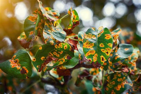 Common Tree Diseases And How To Spot Them