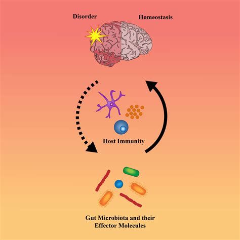 The Gut Immune Brain Axis In Neurodevelopment And Neurological Disorders