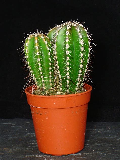 Mix Evergreen Rare Unusual Shape Mini Ornamental Indoor Cactus Plant In