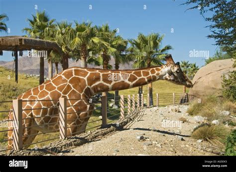 California Palm Desert The Living Desert Zoo And Gardens Giraffe Stock
