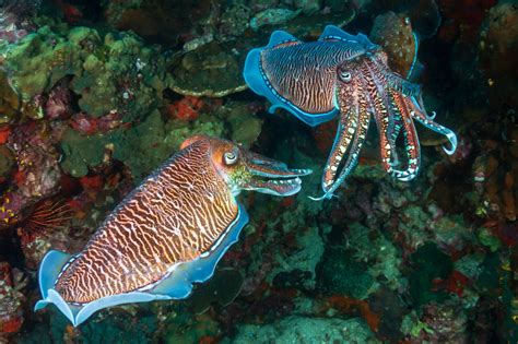 Fun Facts About Cuttlefish