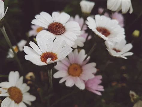 500 White Flowers Pictures Download Free Images On Unsplash In 2021