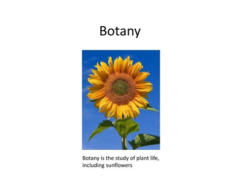 Ppt Botany Powerpoint Presentation Free Download Id6015945