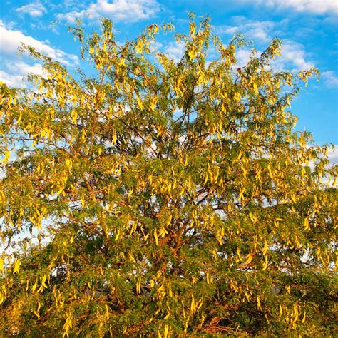 Shademaster Honeylocust Trees For Sale