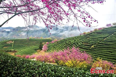 Cherry Blossom Turns Tea Garden A Tourist Spot Tea Garden Tourist
