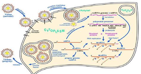 The West Nile Virus Life Cycle During Viral Entry The E Protein Download High Quality
