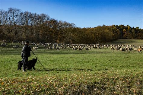 200 Free Shepherd Sheep And Shepherd Images Pixabay