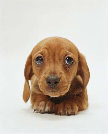 Dachshund Puppies Images Puppies Pictures Online
