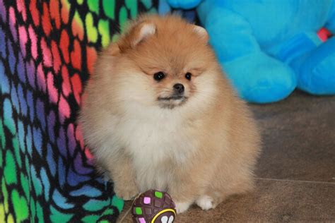 Chars Pomeranians Pomeranian Puppies For Sale Born On 03042019