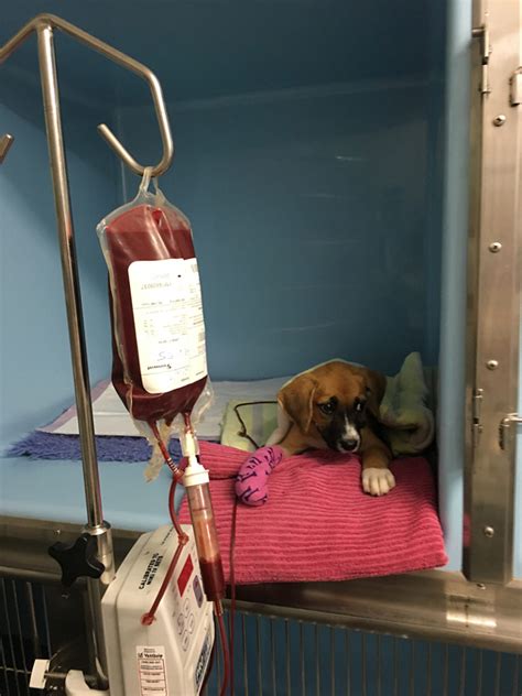 Can A Human Give A Dog A Blood Transfusion