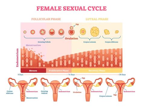 All About The Female Reproductive System Facty Health