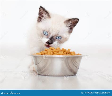 Kitten Eating Food From Bowl Stock Photo Image Of Bowl Hungry 171405586