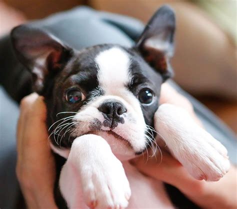 How To Take Care Of Your Boston Terrier