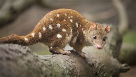 Landowners Offered Cameras To Protect Tiger Quoll