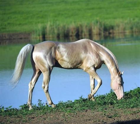 Akhal Teke With A Lot Of The Characteristic Sheen Photo Artur Baboev