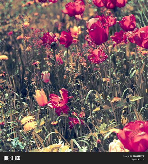 Field Meadow Red Image And Photo Free Trial Bigstock