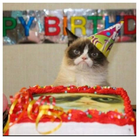 Grumpy Cats Birthday Grumpy Cat Birthday Grumpy Cat Humor Grumpy Cat