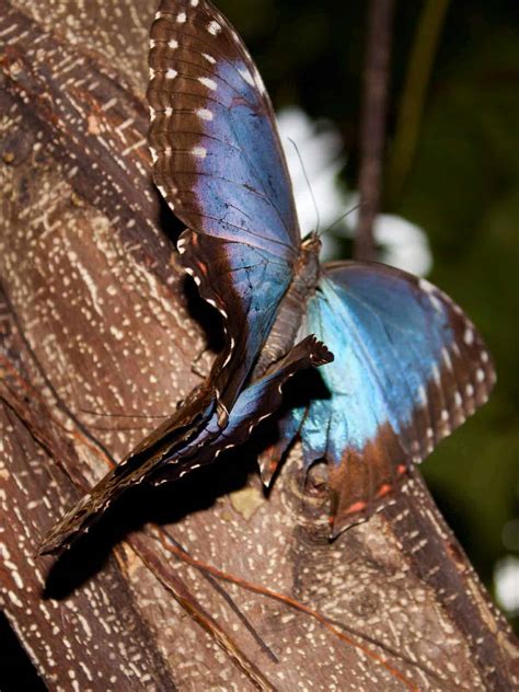 15 Blue Morpho Butterfly Facts Iridescent Gem Of Ecuadors Amazon All