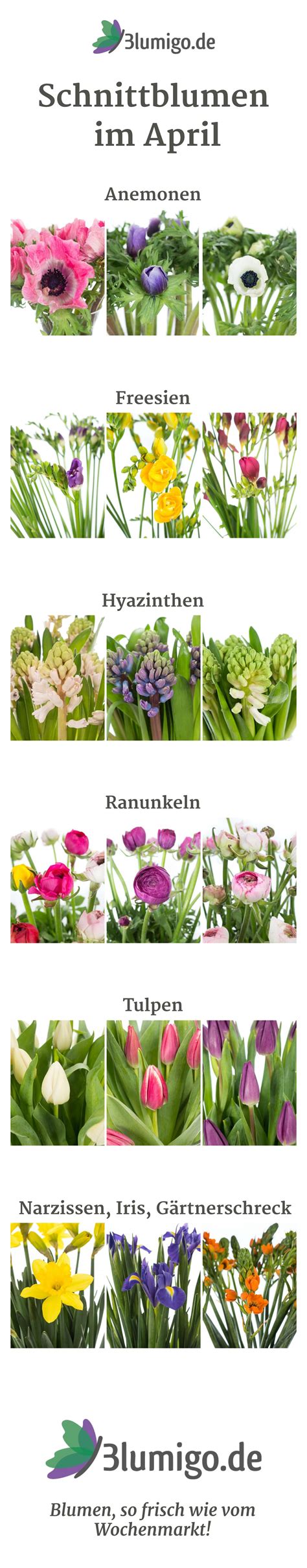 Welche Blumen Gibt Es Im April Schnittblumen Saison Kalender Blumigo