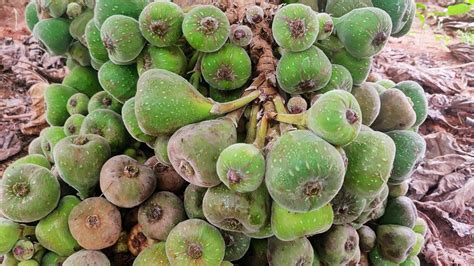 Anjir Fruits Common Fig Ficus Carica Youtube