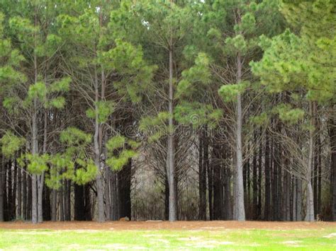 East Texas Pine Plantation Stock Photo Image Of Plantation 2016530